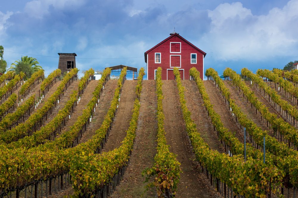A red barn winery among vineyard rows near Healdsburg